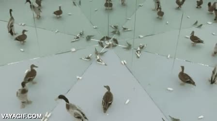 aves,pajaros,pato,chocar,fail,no entender