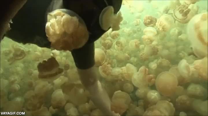 Palau,bucear,buceador,en apnea,jellyfish lake,medusa,medusas,pez