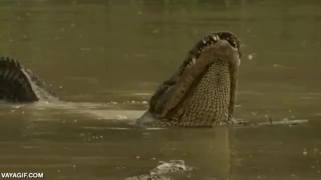 modo vibracion,cocodrilo,rio,relajarse,temblar,agua