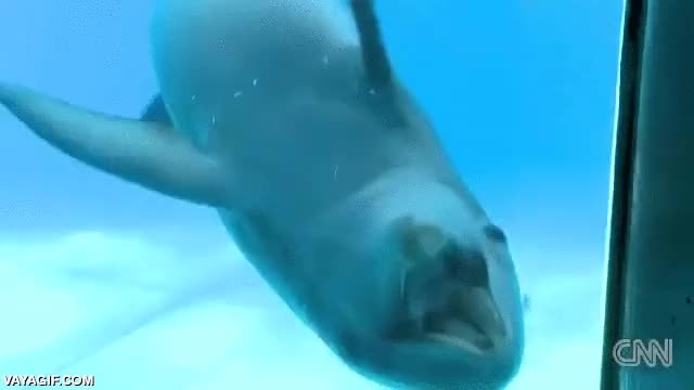 delfin,delfines,espejo,rozar,acuario,reflejo,verse