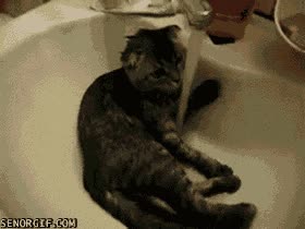 gato,grifo,chorro,pica,mojarse,no s&eacute; si voluntariamente o por no poderlo controlar