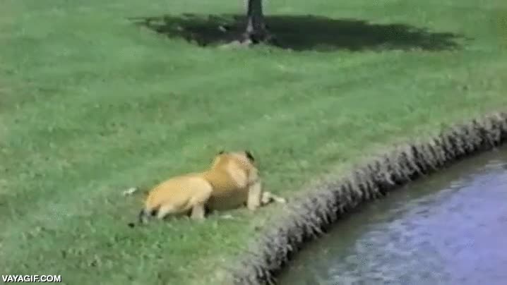 perro,gran danés,torpe,torpeza,caer,estanque