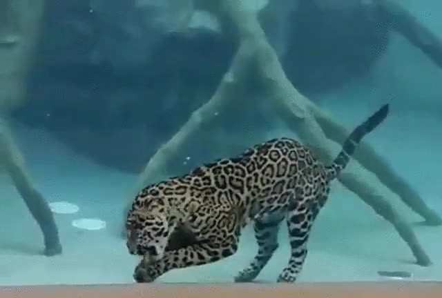 nunca lo he intentado,hubiera jurado que no se podía,jaguar,felino,animal,gatito