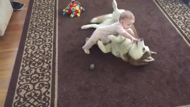 husky siberiano,bebe,no se puede ser m&aacute;s cuidadoso,con mucho mimo,ni&ntilde;o