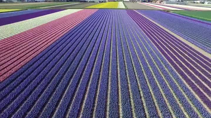 dron,drone,vista de dron,campos,flores,tulipanes,colores,perfección