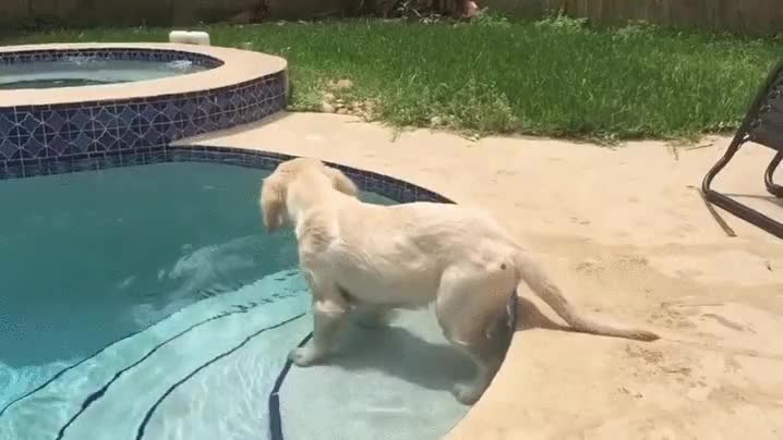 agua,piscina,cachorro,perro,golden retriever