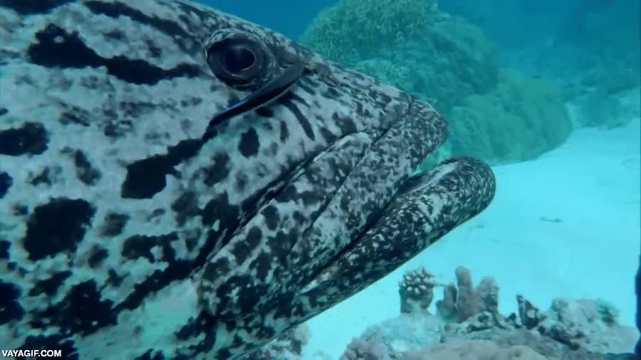 pez,pescado,ayudar,remora,escupir,limpiar,hasta en la nariz,mero