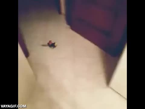 llevar,encima,montar,carolina,loro,pajaro,ave,a caballito