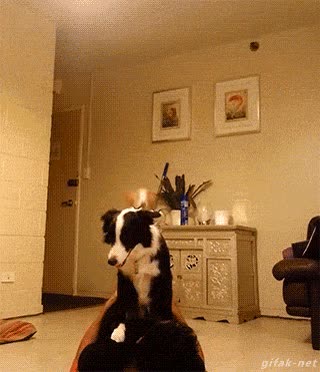 circo,casa,perro,equilibrio,trabajo en equipo,adiestrador