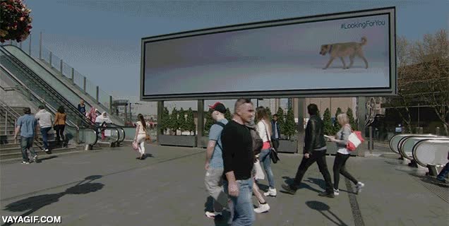 #lookingforyou,campa&ntilde;a,perro,abandonados,ladrar,interactiva,refugios,adoptar