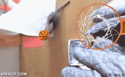 Si alguna vez tengo un gato, espero que sea tan bueno en el baloncesto como este gato,mate,machacar el aro,canasta,baloncesto,basket