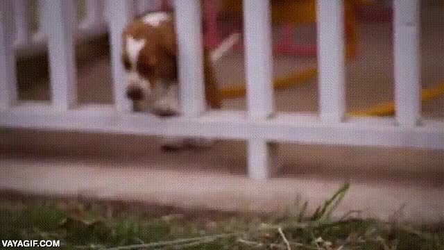 basset,perro,rastreator,escapar,valla,torpe,adorable