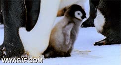 pingüino,bebé,abrazo,brazos,alas,levantar