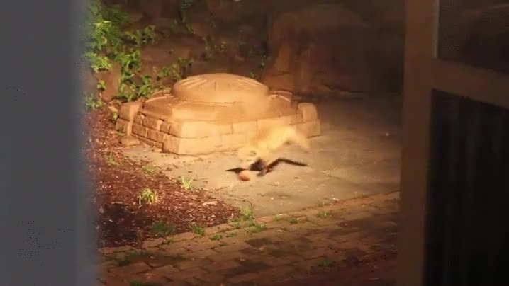 zorro,jugar,pelota,diversión,caza,tecnicas,practicar