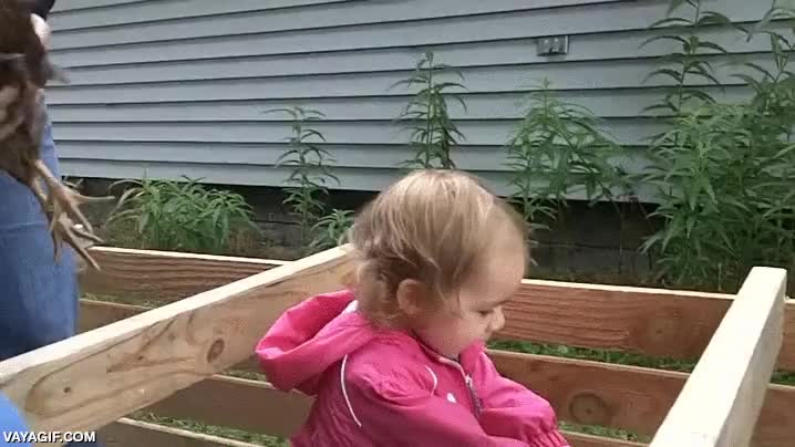 niña,abrazar,adorable,pollos,gallina,gallo,abrazo