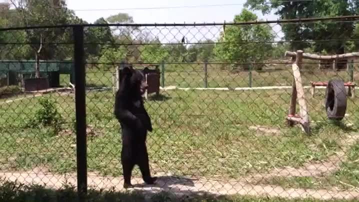 a dos patas,b&iacute;pedo,oso,pardo,caminar,como si tal cosa,parece un se&ntilde;or mayor