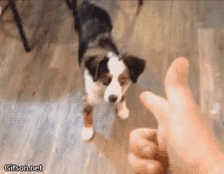 perro,sobreactuar,fingir,muerte,muy exagerado,muy dramatico,truco