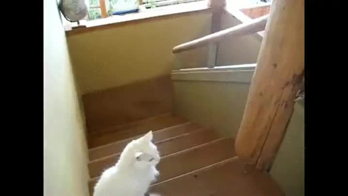 perro,gato,cobarde,miedo,dominar,felino