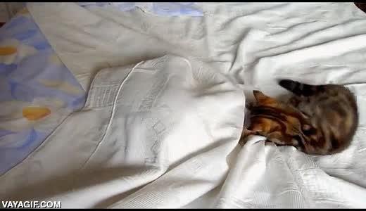 gato,gata,escondida,madre,sabanas,cama