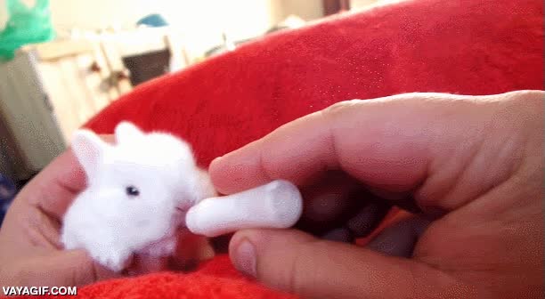 adorable,conejo,conejito,biberón
