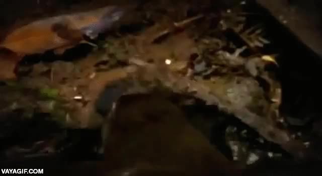 dato que desconoc&iacute;a por completo,retractil,cola,ornitorrinco,hojas,para su nido,madriguera