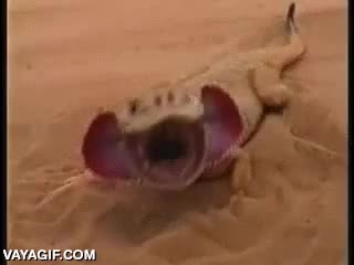 lagarto,arena,desierto,enterrar,enterrarse,hundirse,boca enorme,reptil,iguana