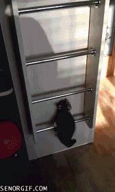 espaldas,trepar,subir,litera,cama,alta,gato,cachorro