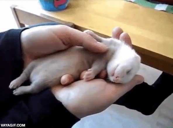 huron,beb&eacute;,dormir,patas,mover,so&ntilde;ar,cuidador