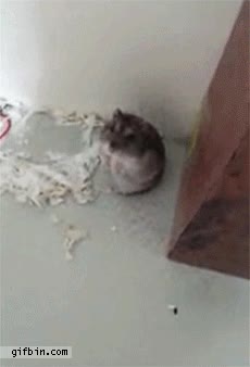 hamster,muerto,dedo,disparar,actor,fingir,que le den un oscar,rata