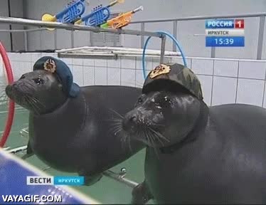 focas,agua,piscina,pistolas,escopetas,soldados,entrenadas,focas del ejercito