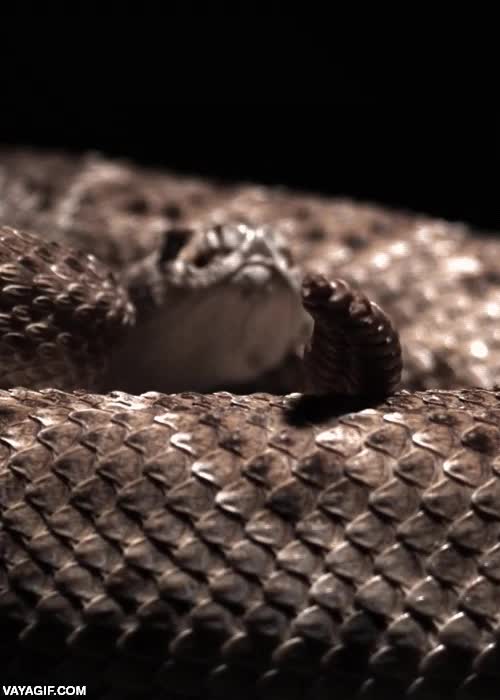 El movimiento de la cola de una serpiente de cascabel a cámara lenta ondulatorio,serpiente,cascabel,cola,sonido,ruido,camara lenta,slow motion