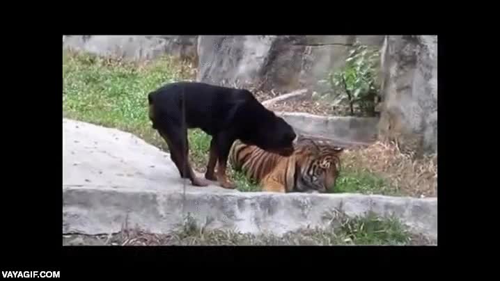 No es tan sencillo intentar robarle algo a un tigre aunque seas un rottweiler perro,tigre,quitar,cuenco,al agua,jugar,lo raro es que no se lo coma,zoo