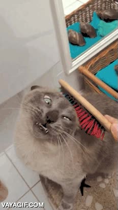 Esa cara de gustillo que pone el gato al ser cepillado vale su peso en oro gustazo,gustillo,gato,cepillo,cepillado,gustar