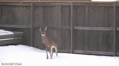 ciervo,corzo,saltar,valla,bastante alta,escapar,asustado