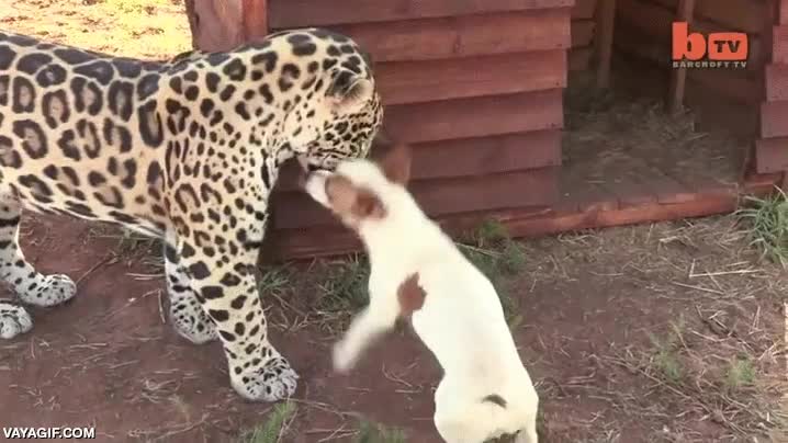perro,perrito,si fuera más grande habría que ver,jaguar,le enseña los dientes,jugar