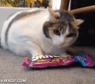 gato,enfadado,mala leche,atacar,ense&ntilde;ar los dientes,bolsa,chocolatinas