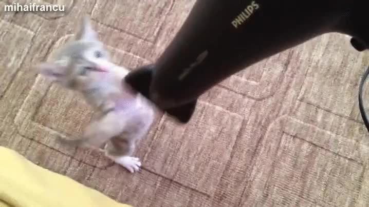 gato,gatito,jugar,secador,cachorro