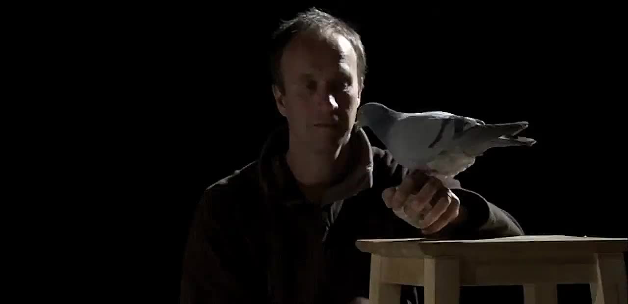 lechuza,paloma,ruido,volar,rasante,microfonos,grabaci&oacute;n,aleteo,buho