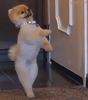 arsa arsa,dale ah&iacute; pa pa,perro,caminar,dos patas,que arte mi arma,dar palmas