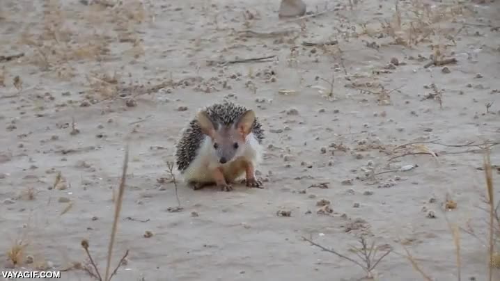 erizo,orejas,largas,oso,desierto,protección