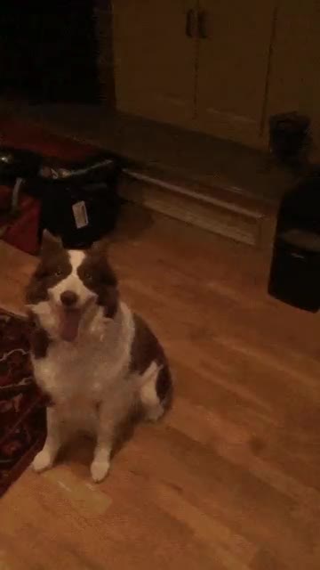 perro,adorable,torpeza,torpe,pelota,atrapar,al vuelo,camara lenta