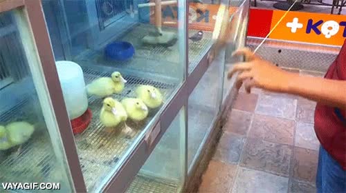 Enlace a La mejor manera de hipnotizar patitos es con un yo-yo
