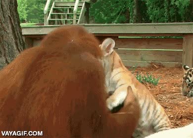 orangutan,tigre,cachorros,adoptar,dar el biberón