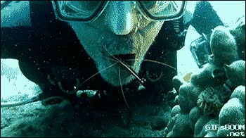 gamba,limpiar,inmersión,buceador,limpieza,dental,boca