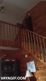 gato,escaleras,barandilla,bajar,deslizarse,jugar,creo que es un fail