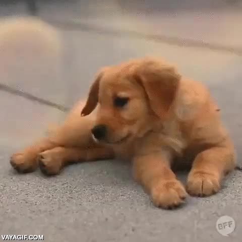 perro,cachorro,golden retriever,burbujas,cazador,perseguir,jugar