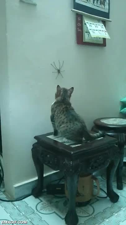 ara&ntilde;a,gato,tocar,pared,curiosidad