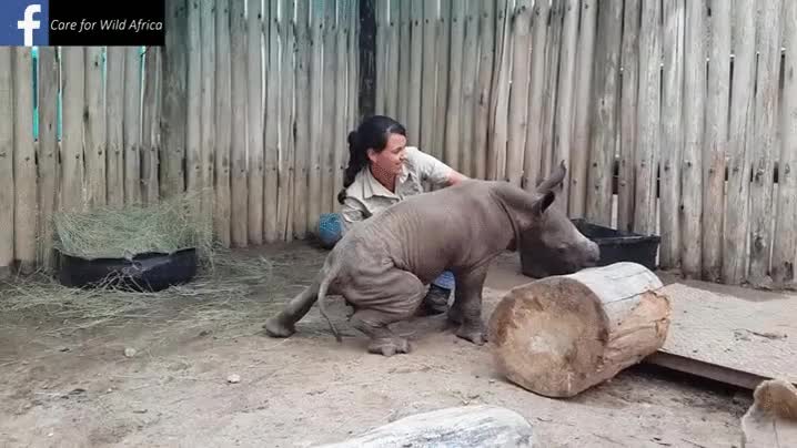 rinoceronte,bebe,cachorro,cr&iacute;a,cuidadora,rascar,acariciar