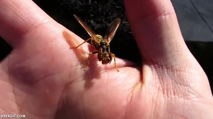 mantis religiosa,camuflaje,avispa,crossover de la naturaleza,cruce,hibrido