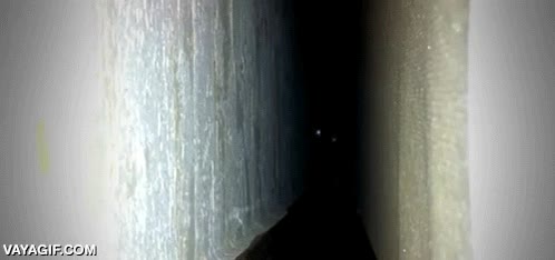 gato,sombra,escondido,luces,susto,si has leido esto antes ya no hay sorpresa